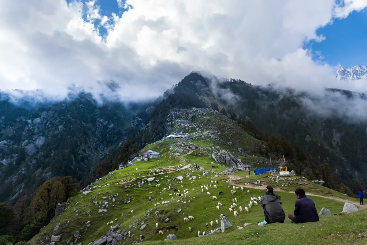 Lush tea gardens and misty hills of Dharamshala