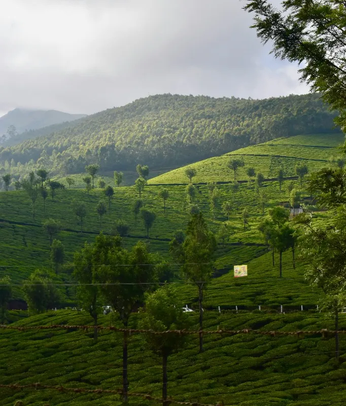 Lush valleys and waterfalls surrounded by forests in Munnar