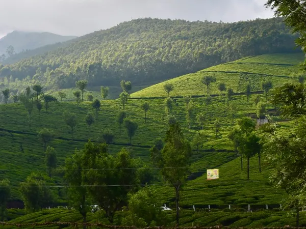 Lush valleys and waterfalls surrounded by forests in Munnar