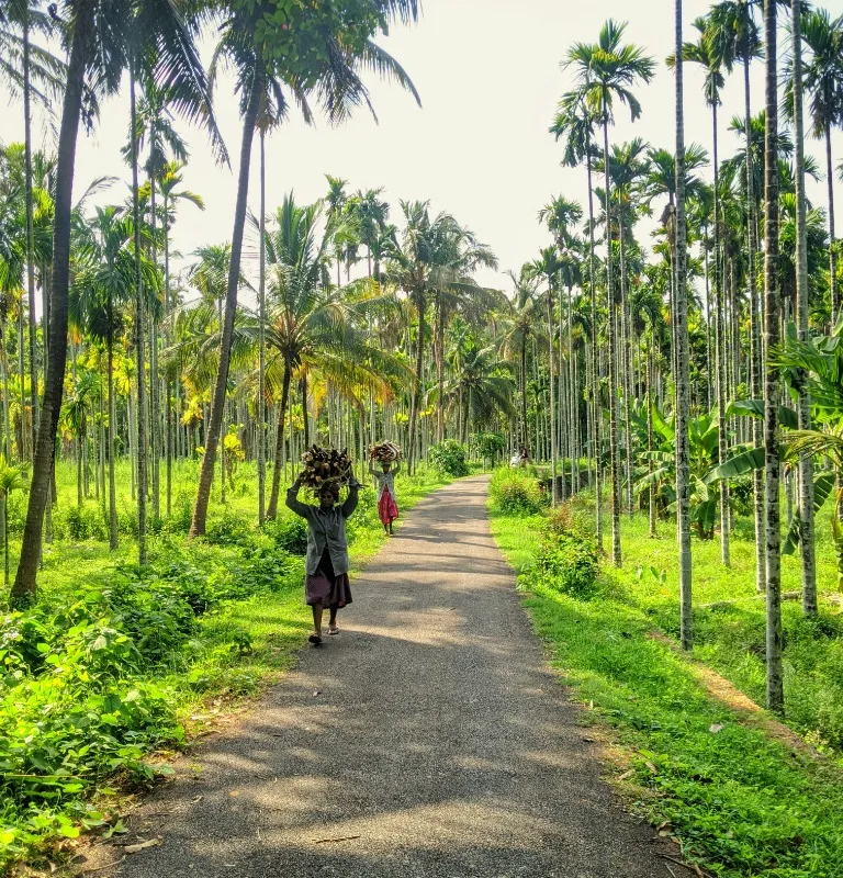 Natural valleys and surroundings of Thekkady