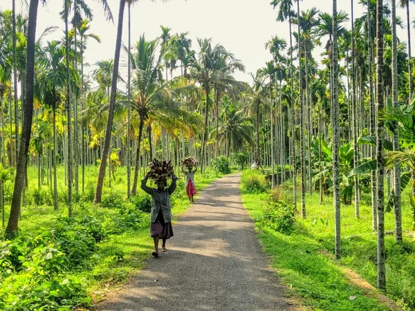 Natural valleys and surroundings of Thekkady