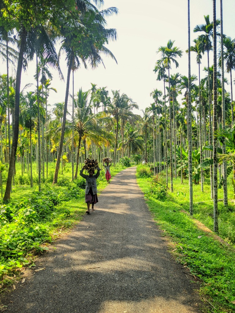 Lush valleys and waterfalls surrounded by forests in Munnar